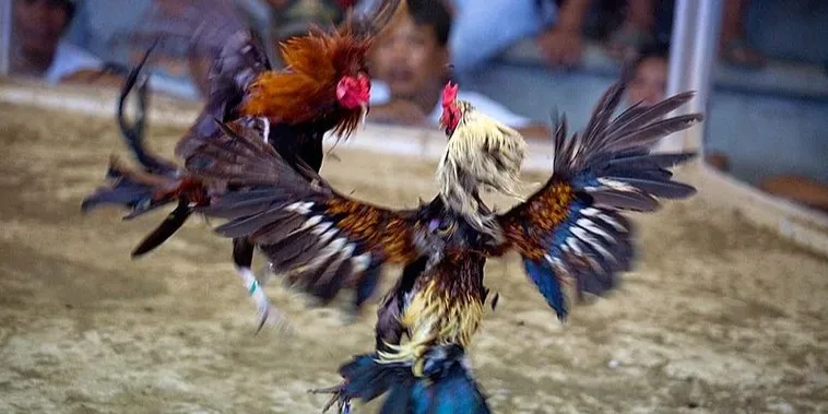 Tham Gia Đá Gà 88GO: Chinh Phục Đỉnh Cao Giải Trí Ngay Hôm Nay 1 Tham Gia Đá Gà 88GO: Chinh Phục Đỉnh Cao Giải Trí Ngay Hôm Nay