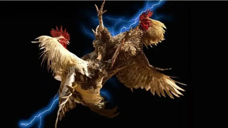 Cách Chơi Đá Gà GA28 Tại 88GO: Trải Nghiệm Cá Cược Đỉnh Cao Hấp Dẫn