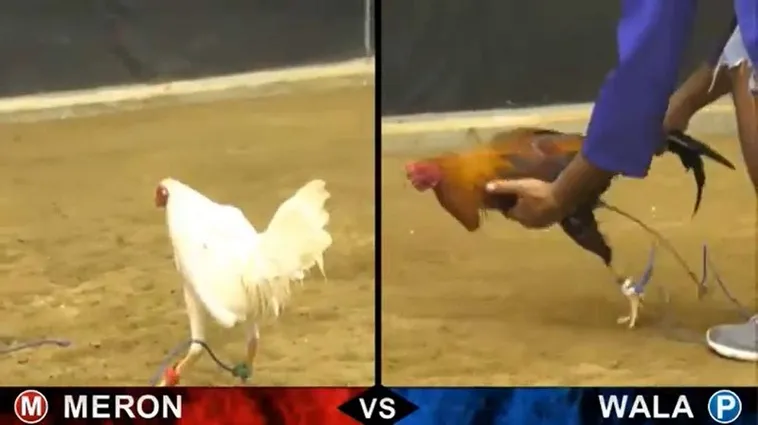 Cách Chơi Đá Gà 3D Tại 88GO: Thắng Lớn Với Trận Đấu Đỉnh Cao 2 Cách Chơi Đá Gà 3D Tại 88GO: Thắng Lớn Với Trận Đấu Đỉnh Cao